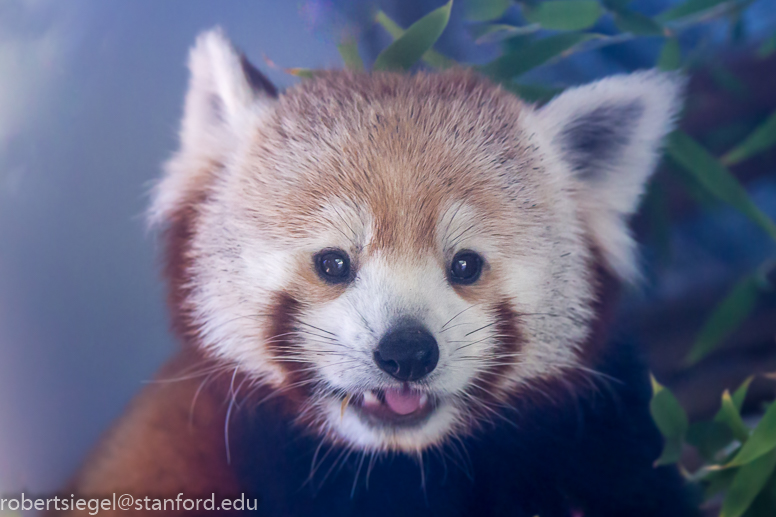 red panda